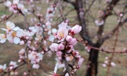 Konya’da bu sene badem ağaçları erken çiçek açtı