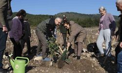 Ege’nin incisi Çeşme’de 10 hektarlık alana sakız ağacı dikildi