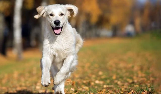 Köpeklerde Dış Parazit: Nedenleri, Önlenmesi ve Tedavisi